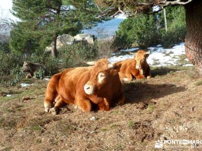 Decimo aniversario - Sierra Guadarrama; excursiones sierra madrid; foro senderismo